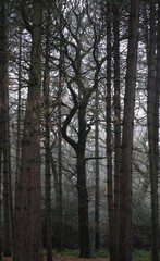 Vertical shot of leafless trees in Sutton park, Birmingham, UK