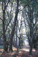 Vertical shot of a pathway in a forest in Birmingham, United Kingdom, on a sunny day
