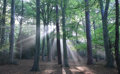 Beautiful view of Sutton Park with sunlight streaming through the tall trees