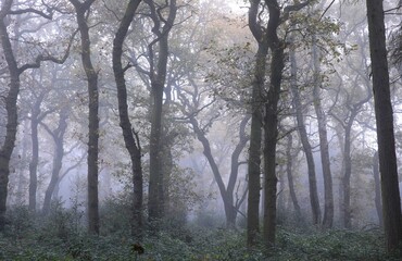 Scenic view of a pathway in a forest in Birmingham, United Kingdom, on a foggy day