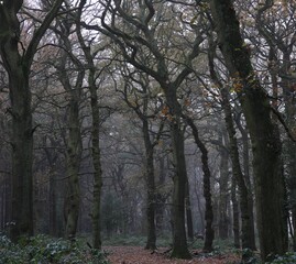 Scenic view of leafless trees in Sutton park, Birmingham, UK