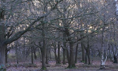 Beautiful view of Sutton park captured during daylight in Birmingham, UK