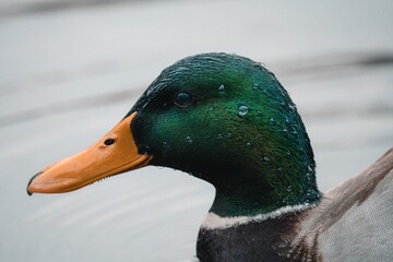 Closeup of a wet head of a mallard duck