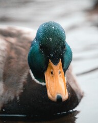 Close-up shot of a cute little mallard duck floating in the calm lake