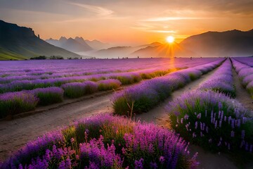 Plakat lavender field at sunset