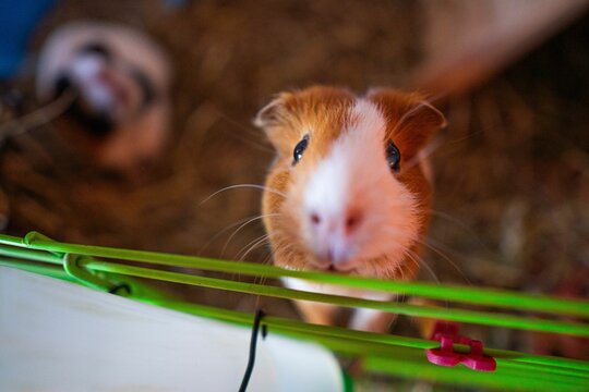 Selective focus shot of a guinea pig leaning on the wall of its cage