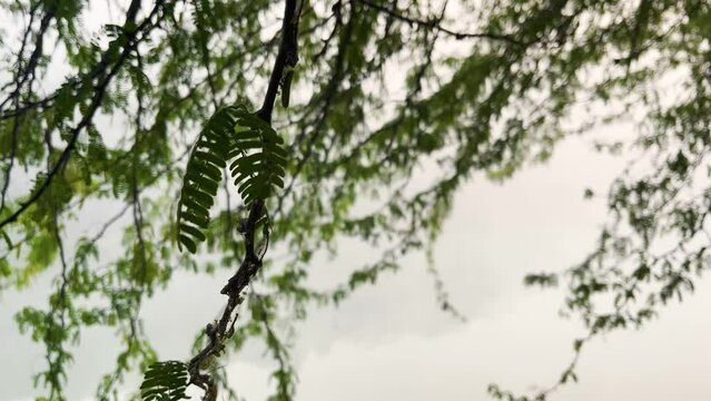 Moving branches of a tree with foggy lake on the background
