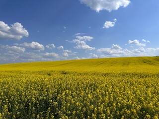 Obraz premium Rapeseed blooming with bright yellow flowers on a sunny summer day, agriculture, agronomy, nature, oilseeds.