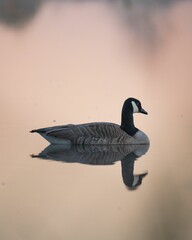 Vertical closeup of a goose in a pond with its reflection in the water