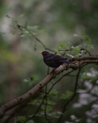 Vertical closeup shot of a common blackbird perched on a branch in a forest