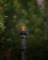 Vertical closeup shot of a European robin perched on a metal pole on an isolated background