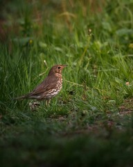 Vertical closeup shot of a Song thrush bird standing in a green field