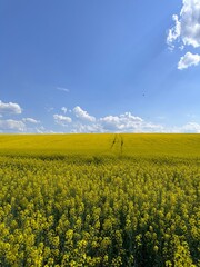 Obraz premium bright yellow rapeseed field in Ukraine, on a sunny day, fluffy clouds float in the blue sky, adding to the picturesqueness of the picture