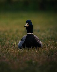 Close-up shot of a mallard duck in the field