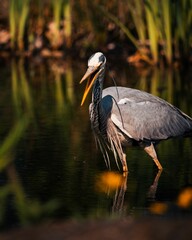 Vertical shot of a Great Blue Heron hunting food on a shallow lake