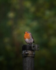 Vertical macro shot of a European robin perched on a metal pole on an isolated background