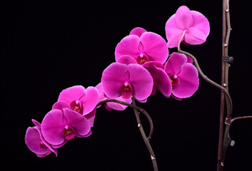 Fototapeta na wymiar Pink Orchid with stick on plain black background