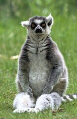 Vertical shot of a ringtailed lemur at Safari Park, Beekse Bergen in the Netherlands