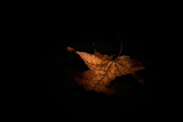Dry brown leaf laying in the black background