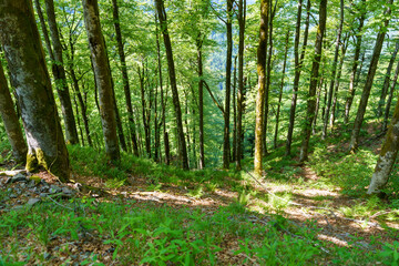 Foret de ballon d'alsace