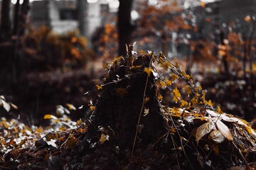 Selective focus closeup of golden fallen autumn leaves on the forest floor