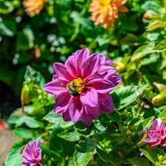 Fototapeta premium Closeup of a bee on a pink Dahlia pinnata flower on a sunny day