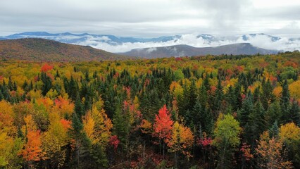 Forest with lots of trees and mountains in the background