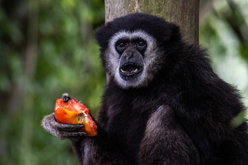 Lar gibbon eating a tomato while sitting on a tree branch. Scientific name hylobates lar, also...