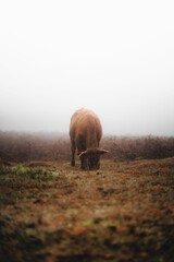 Fototapeta na wymiar Vertical shot of a calf grazing in a pasture against the blurred background