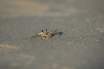 Sand crab on a beach in Texas.