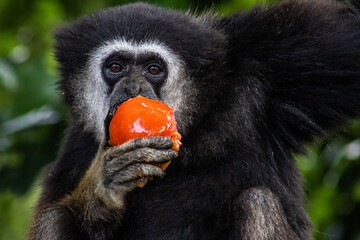 Lar gibbon eating a tomato while sitting on a tree branch. Scientific name hylobates lar, also...