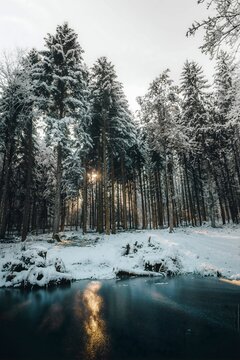 Vertical shot of a snowy forest in the background of a river