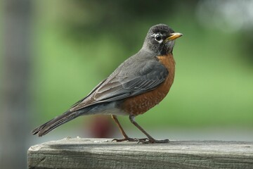 American Robin bird against a blurry background.