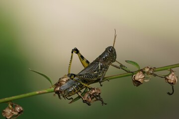 Closeup shot of a differential grasshopper on a plant.