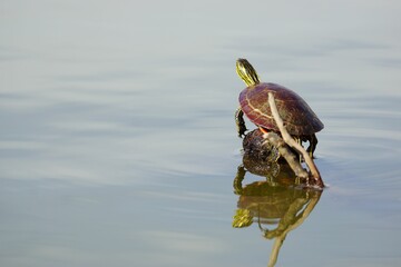 Painted turtle on a small rock in the sea.