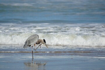 Great blue heron bird scratching its head at the beach.