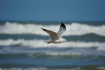 Armenian gull flying over the wavy sea.