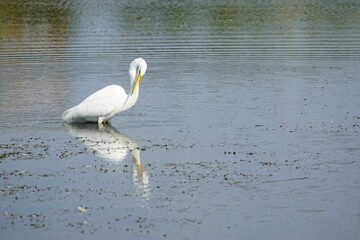 Eastern great egret (Ardea alba modesta) in the river