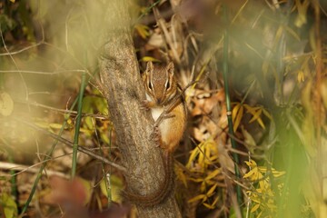 Siberian chipmunk on a tree.