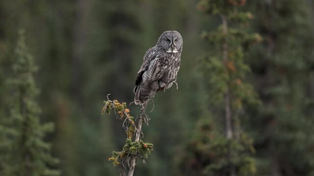 Great Grey Owl in the Canadian Rockies