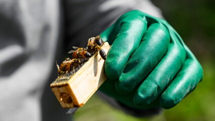 Closeup shot of a beekeeper with green gloves holding the bees from the hive