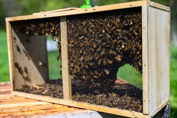 Hive of bees in a wooden apiary on the blurred background