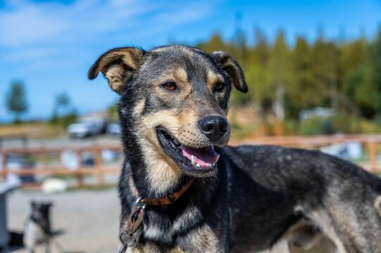 Portrait of a Huntaway dog breed looking with blur garden trees