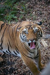 Vertical shot of a Bengal Tiger in a wild nature