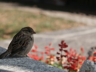 Close-up shot of a sparrow on a rocky surface