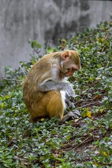 Vertical shot of a Macaque sitting on green leaves