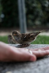 Vertical shot of a hand trying to feed a sparrow