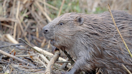 Eurasian beaver animal close-up of head Castor fiber