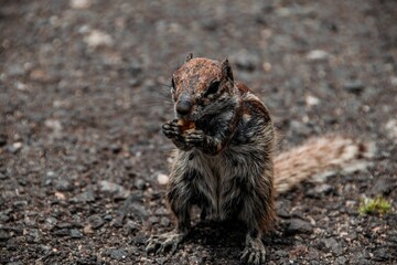 Closeup of a squirrel captured in Canary Islands