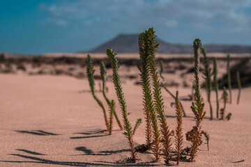 Closeup shot of wild plants in a desert
